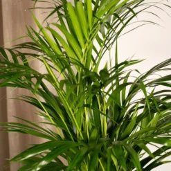 Palmier Areca - H85cm, ø19cm - Grande Plante D'intérieur -Jardin Harmonie Soldes Boutique 6f56f8db5800361c