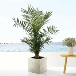 Palmier Des Canaries - H130cm, ø20cm - Très Grande Plante D'intérieur -Jardin Harmonie Soldes Boutique 6f88002d89568072