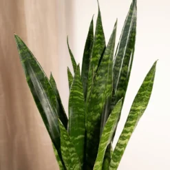 Sansevieria Zeylanica - H65cm, ø17cm - Plante D'intérieur Sans Entretien -Jardin Harmonie Soldes Boutique 70e9e661537d5d45