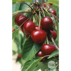 Cerisier Bigarreau Van : Gobelet 3 Ans D'âge Ctr 12 Litres -Jardin Harmonie Soldes Boutique 71295 003