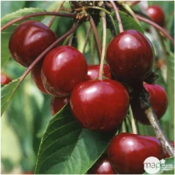 Cerisier Bigarreau Van : Gobelet 3 Ans D'âge Ctr 12 Litres -Jardin Harmonie Soldes Boutique 71295 005