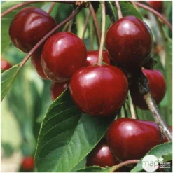 Cerisier Bigarreau Van : Demi Tige 2 Ans D'âge Ctr 15 Litres -Jardin Harmonie Soldes Boutique 71296 004