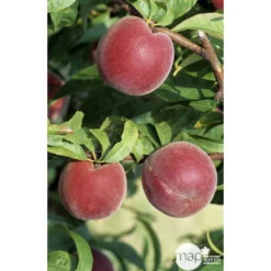 Pêcher à Chair Jaune JH Hale : Demi Tige 6/8 Cm 2 Ans D'âge Ctr 12L -Jardin Harmonie Soldes Boutique 71318 002