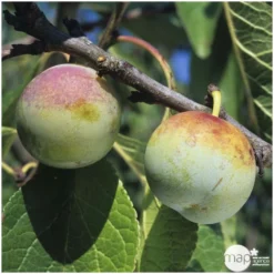 Prunier Reine Claude De Bavay : ½ Tige, 4-5 Ans, H 170-180 Cm -Jardin Harmonie Soldes Boutique 71365 003