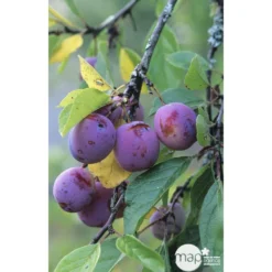 Prunier Reine Claude Violette Gobelet -Jardin Harmonie Soldes Boutique 71372 002