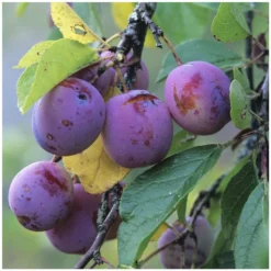 Prunier Reine Claude Violette Gobelet -Jardin Harmonie Soldes Boutique 71372 004