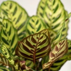 Calathea Makoyana Duo - Plantes D'intérieur -Jardin Harmonie Soldes Boutique 721787bfd2200161