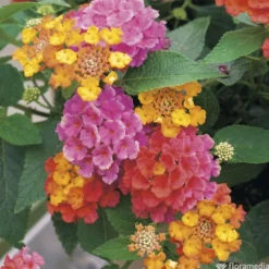 Lantana Camara : C5L -Jardin Harmonie Soldes Boutique 724980 001