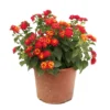 Lantana Camara : C5L -Jardin Harmonie Soldes Boutique 724980 2115432