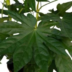 Fatsia Japonica Vert - H85cm, ø21cm - Grande Plante D'intérieur -Jardin Harmonie Soldes Boutique 725bbc52df22b7fb