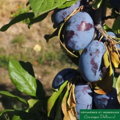 Prunier Colonnaire Toronto® -Jardin Harmonie Soldes Boutique 729932 002