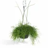 Rhipsalis Baccifera - H30cm, ø12cm - Plante D'intérieur Tombante