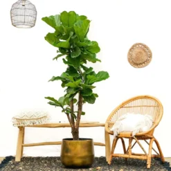 Ficus Lyrata Xxl - H160cm, ø30cm - Très Grande Plante D'intérieur -Jardin Harmonie Soldes Boutique 74401ca0208fff45