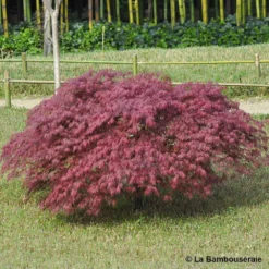 L'Acer Palmatum Dissectum Inaba Shidare : Pot 15L -Jardin Harmonie Soldes Boutique 748214 001
