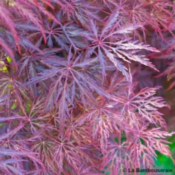 L'Acer Palmatum Dissectum Inaba Shidare : Pot 15L -Jardin Harmonie Soldes Boutique 748214 002
