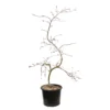 L'Acer Palmatum Dissectum Inaba Shidare : Pot 15L