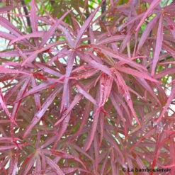 Acer Palmatum ‘Atrolineare’ C7L H.60/80cm -Jardin Harmonie Soldes Boutique 748246 003