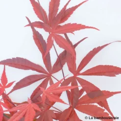 Acer Palmatum ‘Atrolineare’ C7L H.60/80cm -Jardin Harmonie Soldes Boutique 748246 004