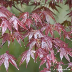 Acer Japonicum 'Palmatum Blood Good' C30L H.100/125cm -Jardin Harmonie Soldes Boutique 748254 002