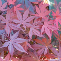 Acer Japonicum 'Palmatum Blood Good' C30L H.100/125cm -Jardin Harmonie Soldes Boutique 748254 004