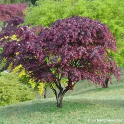 Acer Japonicum 'Palmatum Blood Good' C3L H.40/60cm -Jardin Harmonie Soldes Boutique 748255 001
