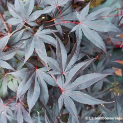 Acer Japonicum 'Palmatum Blood Good' C3L H.40/60cm -Jardin Harmonie Soldes Boutique 748255 003