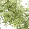 Acer Palmatum Butterfly : C3L H.40/60cm -Jardin Harmonie Soldes Boutique 748259 2120244