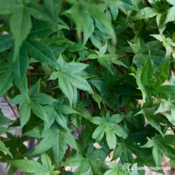 Acer Palmatum "Deshojo" C3L H.40/60cm -Jardin Harmonie Soldes Boutique 748262 002