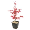 Acer Palmatum "Deshojo" C3L H.40/60cm