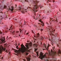 Acer Palmatum "Deshojo" C7L H.60/80cm -Jardin Harmonie Soldes Boutique 748264 001