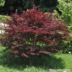L'Acer Palmatum Fireglow : C3L H.40/60cm -Jardin Harmonie Soldes Boutique 748268 001