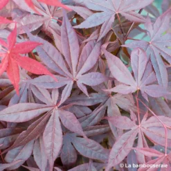 L'Acer Palmatum Fireglow : C3L H.40/60cm -Jardin Harmonie Soldes Boutique 748268 002