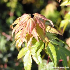 Acer Palmatum Katsura : C7L H.60/80cm -Jardin Harmonie Soldes Boutique 748269 001