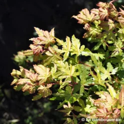 Acer Palmatum Katsura : C7L H.60/80cm -Jardin Harmonie Soldes Boutique 748269 002