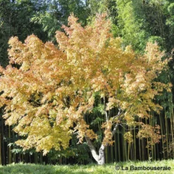 Acer Palmatum Katsura : C7L H.60/80cm -Jardin Harmonie Soldes Boutique 748269 003