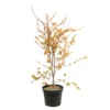 Acer Palmatum Katsura : C7L H.60/80cm -Jardin Harmonie Soldes Boutique 748269 2076274