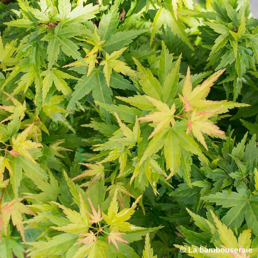 Acer Palmatum 'koto Hime' : C5L H.30/40cm 5 Acer Palmatum 'koto Hime' : C5L H.30/40cm – Image 3