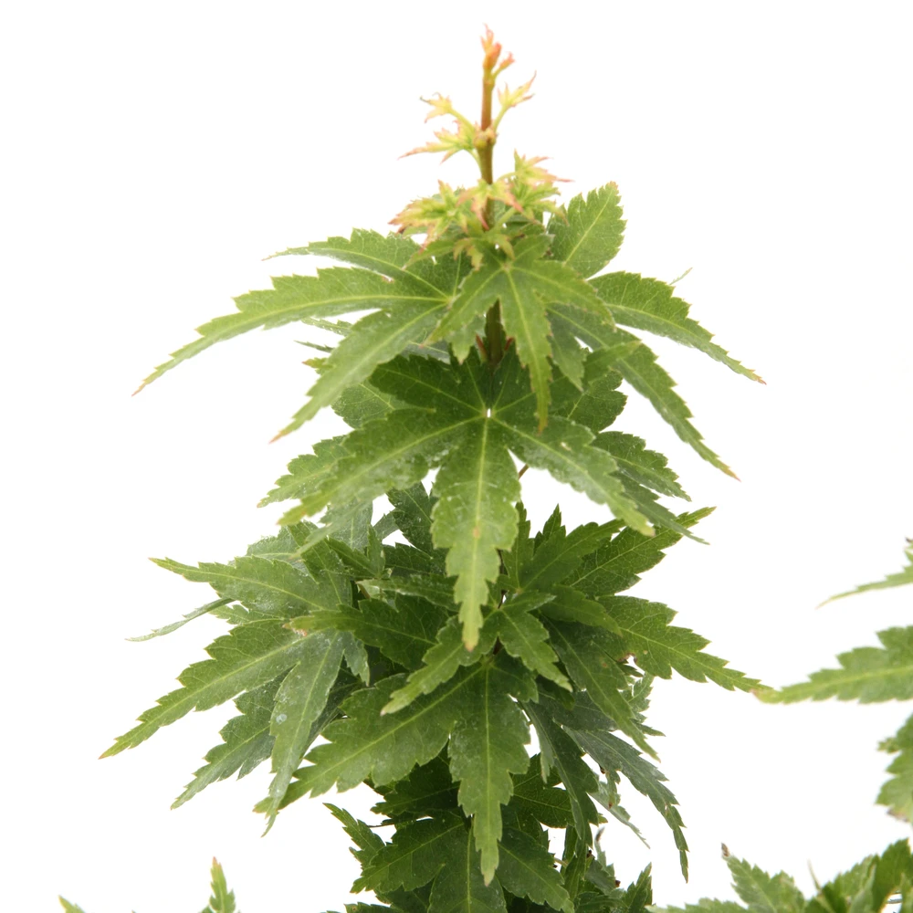 Acer Palmatum 'koto Hime' : C5L H.30/40cm 3 Acer Palmatum 'koto Hime' : C5L H.30/40cm
