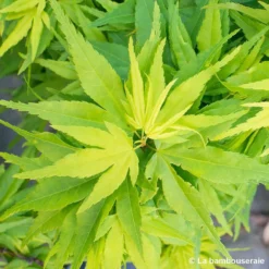 Acer Palmatum 'Mikawa Yatsubusa' : C5L H.30/40cm -Jardin Harmonie Soldes Boutique 748278 001