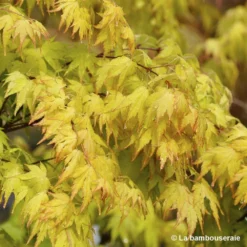 Acer Palmatum 'Orange Dream' :C3L H.40/60cm -Jardin Harmonie Soldes Boutique 748280 001