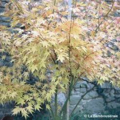 Acer Palmatum 'Orange Dream' :C7L H.60/80cm -Jardin Harmonie Soldes Boutique 748282 002