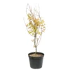 Acer Palmatum 'Orange Dream' :C7L H.60/80cm -Jardin Harmonie Soldes Boutique 748282 2076280