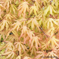 Acer Palmatum Reticulatum Red : C30L H.100/125cm -Jardin Harmonie Soldes Boutique 748286 003
