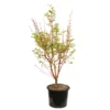 Acer Palmatum 'Sango-Kaku' : C15L H.80/100cm -Jardin Harmonie Soldes Boutique 748289 2076205