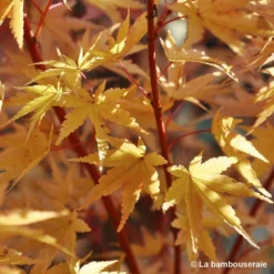Acer Palmatum 'Sango-Kaku' : C7L H.60/80cm -Jardin Harmonie Soldes Boutique 748293 004