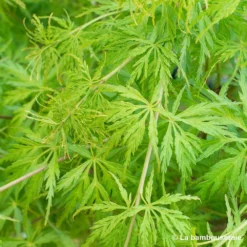 Acer Palmatum 'Seiryu' :C3L H.40/60cm -Jardin Harmonie Soldes Boutique 748297 001