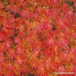 Acer Palmatum 'Seiryu' :C3L H.40/60cm -Jardin Harmonie Soldes Boutique 748297 003