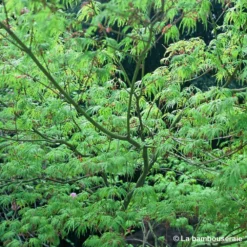 Acer Palmatum 'Seiryu' :C7L H60/80cm -Jardin Harmonie Soldes Boutique 748298 002