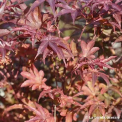Acer Palmatum Skeeter's Broom :C3L H40/60cm -Jardin Harmonie Soldes Boutique 748302 002