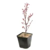 Acer Palmatum Skeeter's Broom :C3L H40/60cm -Jardin Harmonie Soldes Boutique 748302 2076211